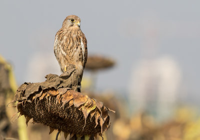 Common Kestrel