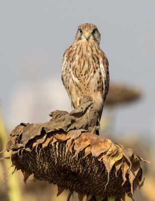 Common Kestrel