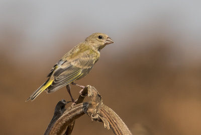 Greenfinch