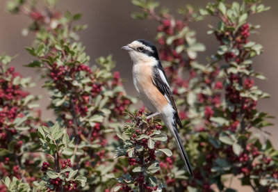 Masked Shrike