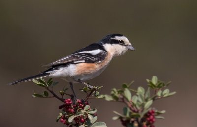 Masked Shrike