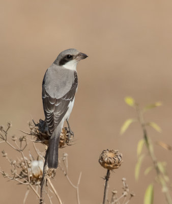 Lesser Grey Shrike