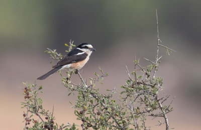 Masked Shrike