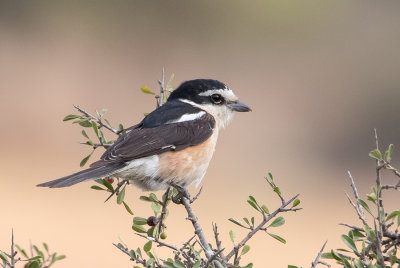 Masked Shrike