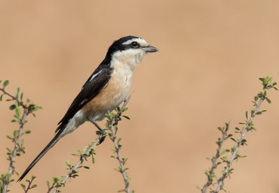 Masked Shrike