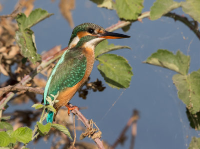 Kingfisher