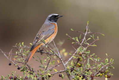 Common Red Start