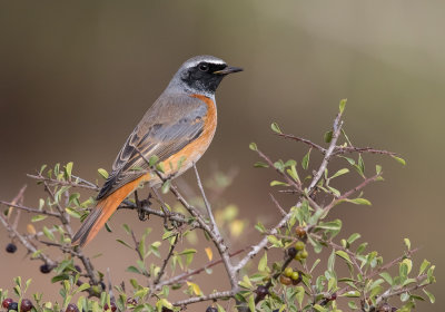 Common Red Start