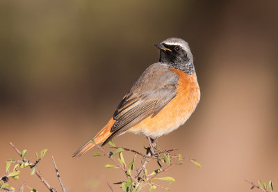 Common Red Start