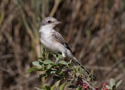 Masked Shrike - young