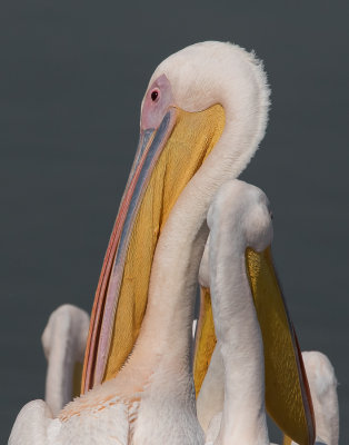 Pelicans