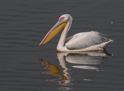 Pelicans