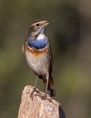 Bluethroat       כחול החזה