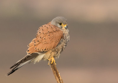 Common Kestrel