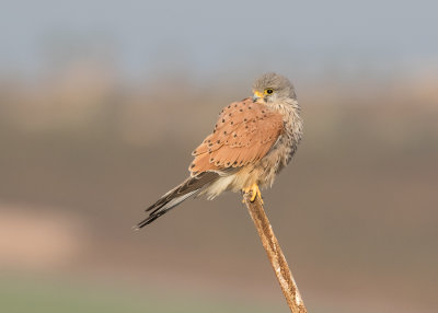 Common Kestrel