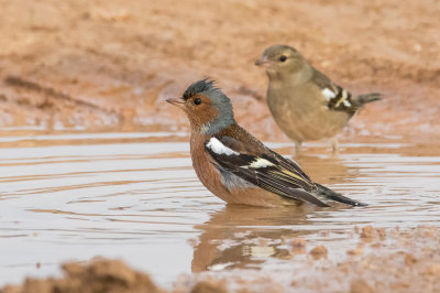 Chatfinch