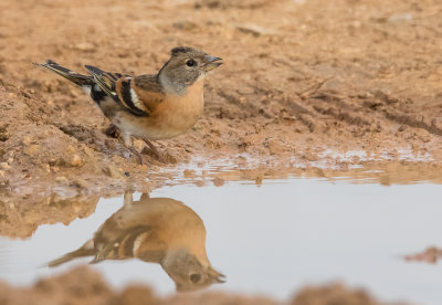 Brambling   