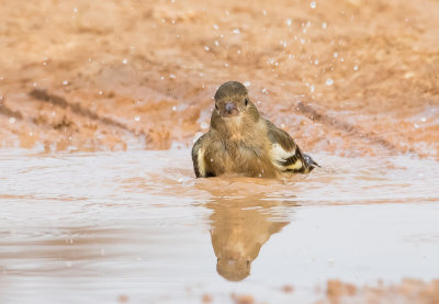 Chatfinch