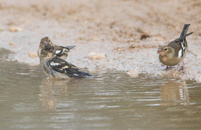 Chatfinch