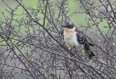Great Spotted Cuckoo