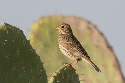 Corn Bunting