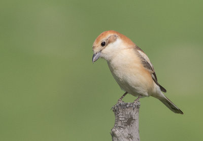 Woodchat Shrike