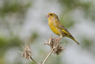 Greenfinch