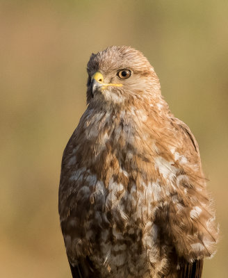 Common Buzzard 