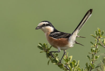 Masked Shrike