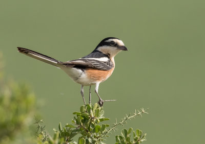 Masked Shrike