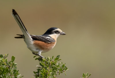 Masked Shrike