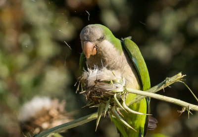 Monk Parakeet