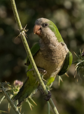 Monk Parakeet