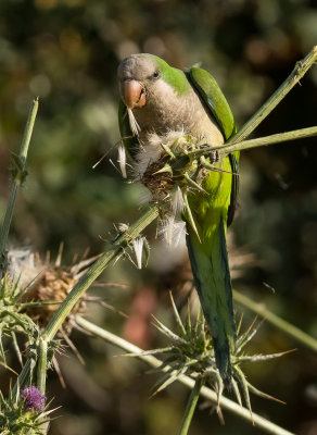 Monk Parakeet