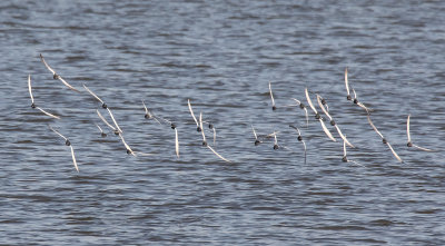 White-winged Terns