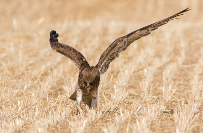 Short Toed Eagle