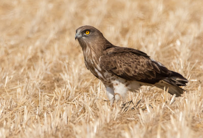 Short Toed Eagle