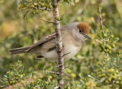 Blackcap