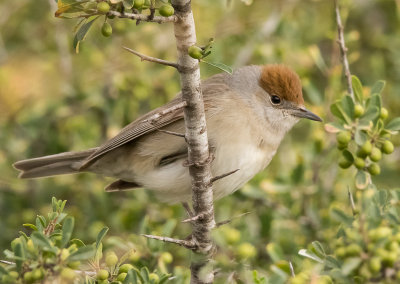 Blackcap