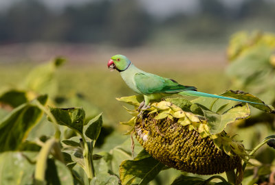 Rose-ringed Parakeet