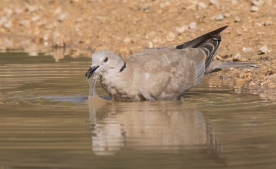 Collard Dove