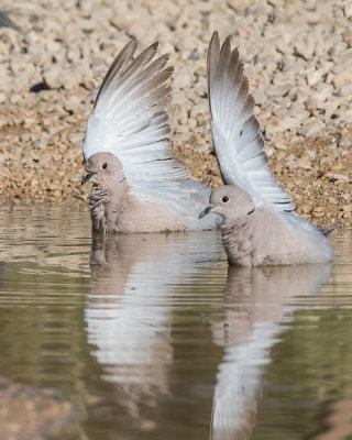 Collard Dove