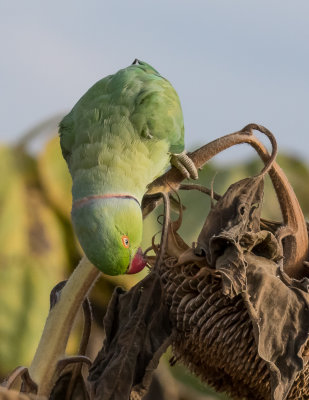 Rose-ringed Parakeet