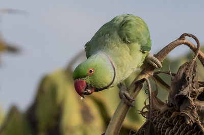 Rose-ringed Parakeet