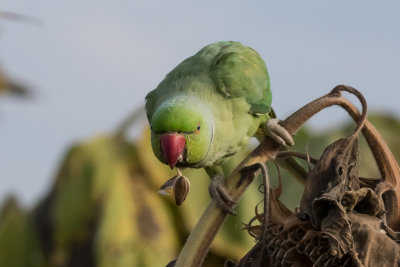 Rose-ringed Parakeet
