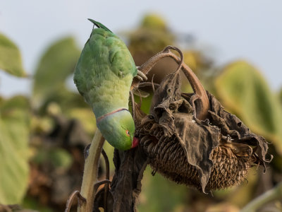 Rose-ringed Parakeet