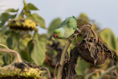 Rose-ringed Parakeet