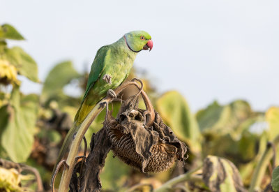 Rose-ringed Parakeet