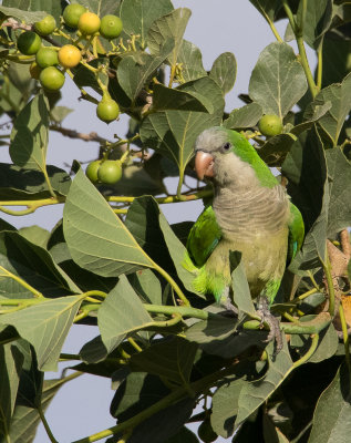 Monk Parakeet