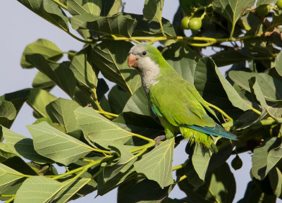 Monk Parakeet